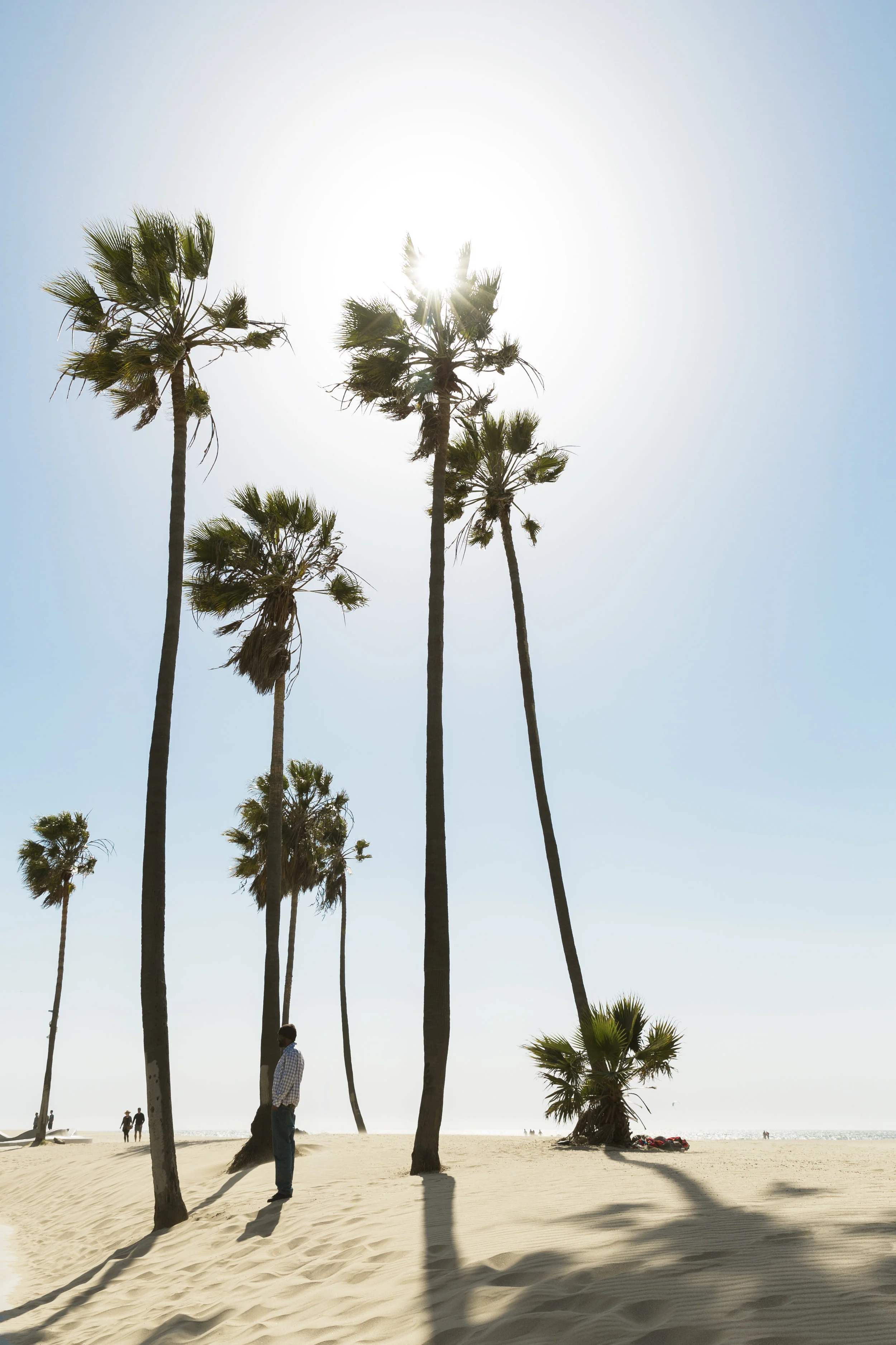 Palms_VencieBeach_IMG_9328.jpg