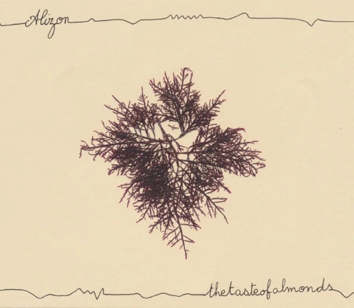 ALIZON - The Taste Of Almonds #nouvelalbumfolk #kitchenstudio