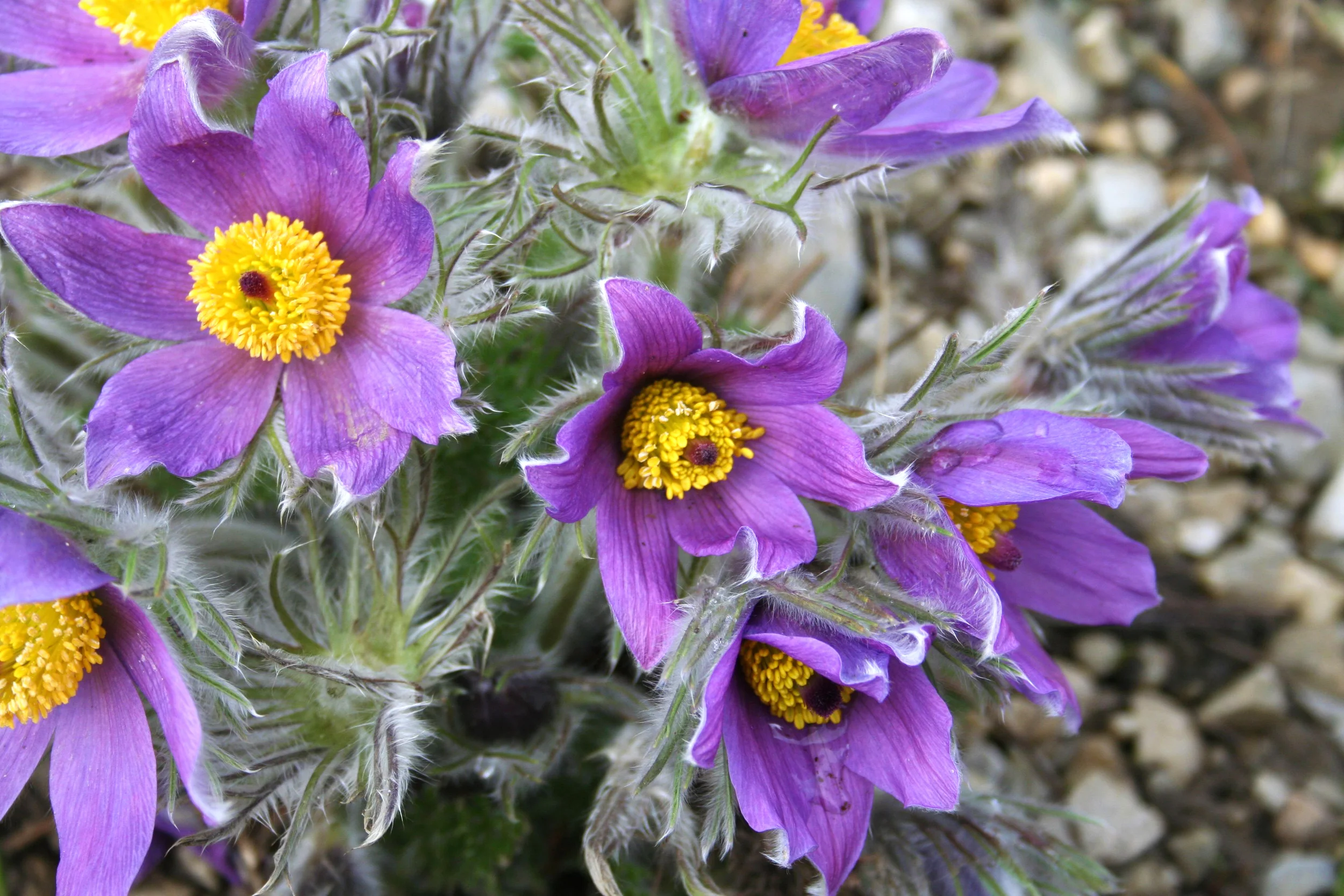 pulsatilla-vulgare_2.jpg