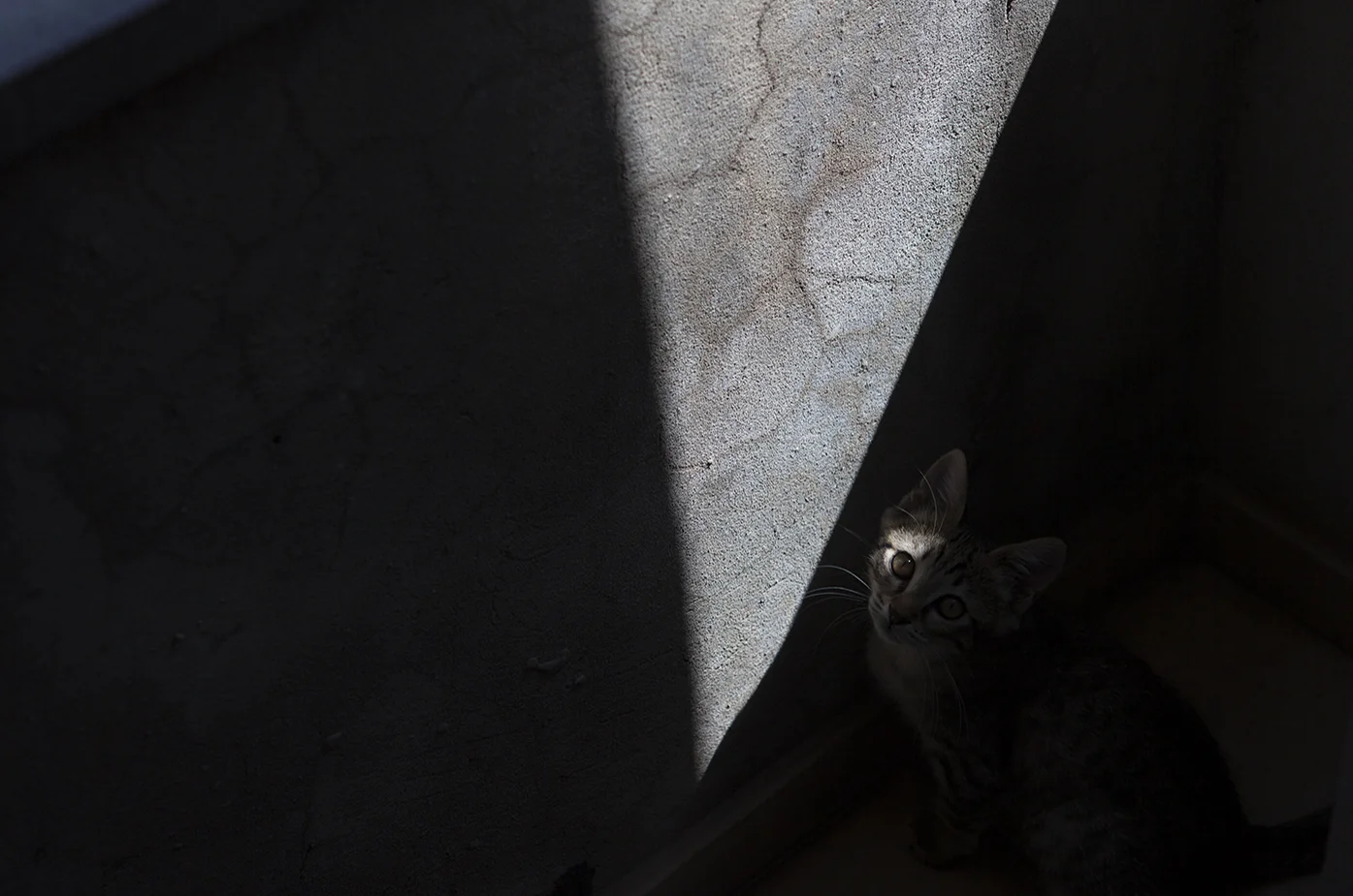 Cat Title