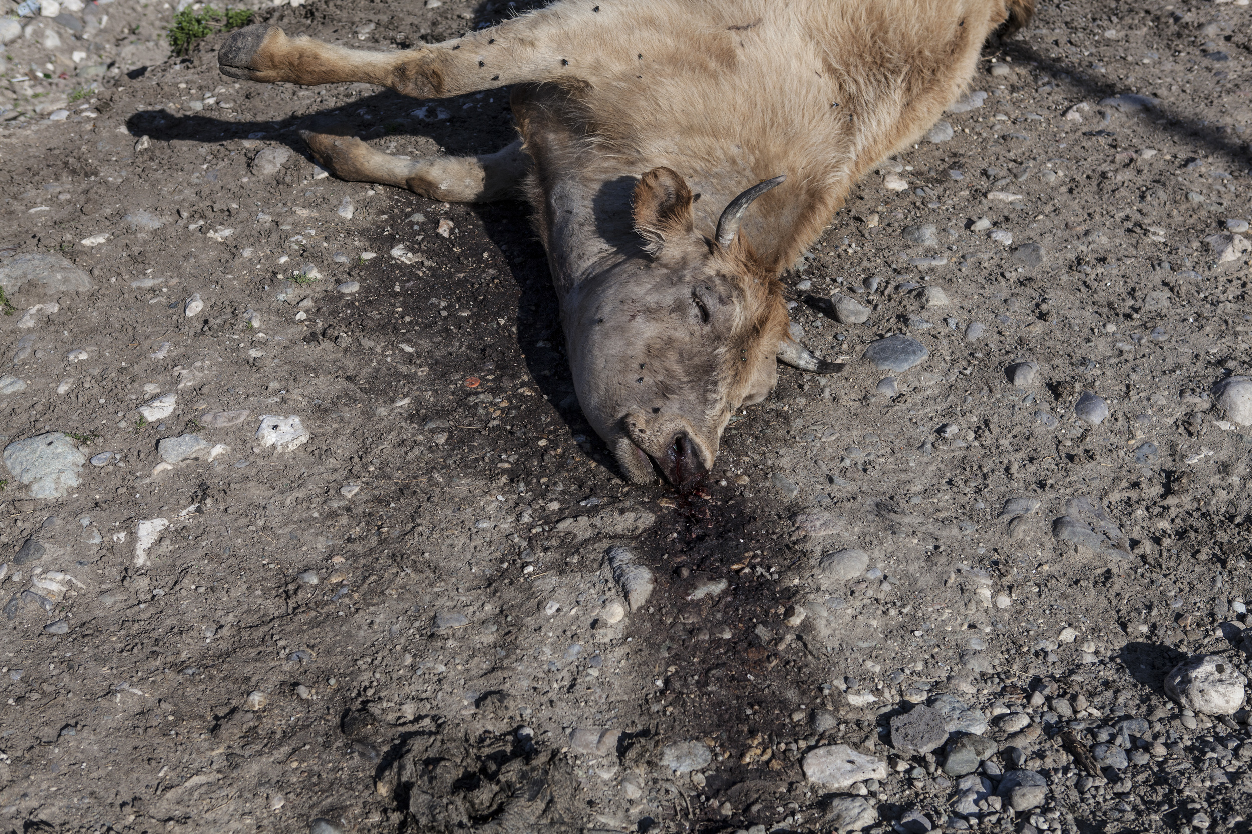  Many cattle killed during shelling in the village of Talish.     