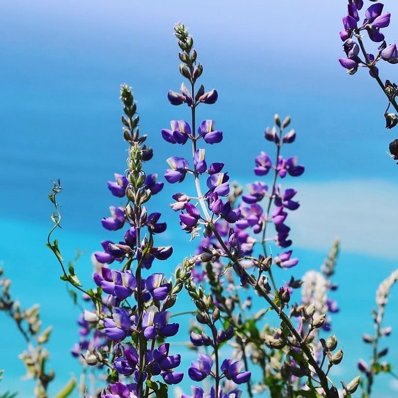 Lupine season 💜 #lupine #flowers #california