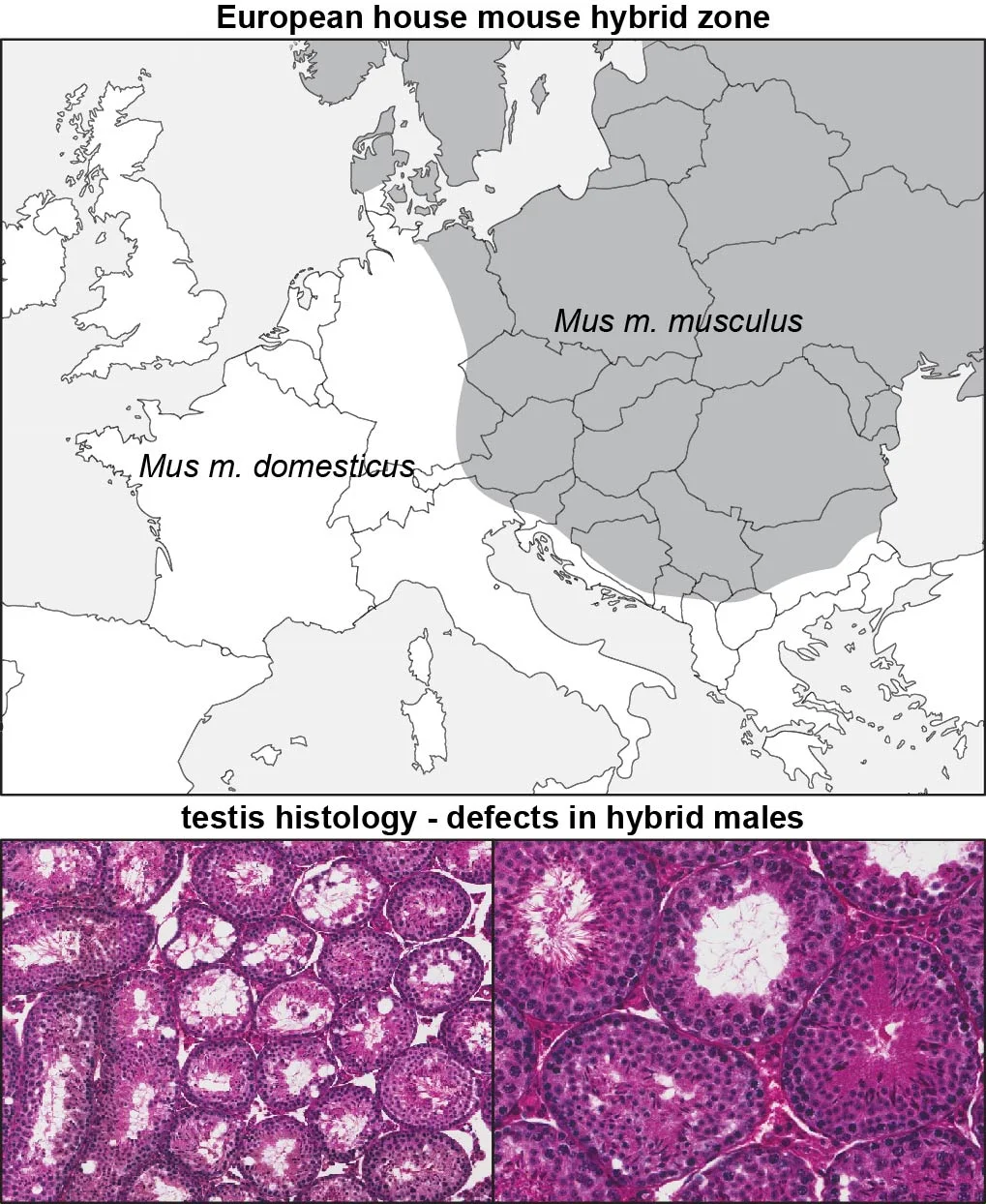 HybZoneMap.jpg