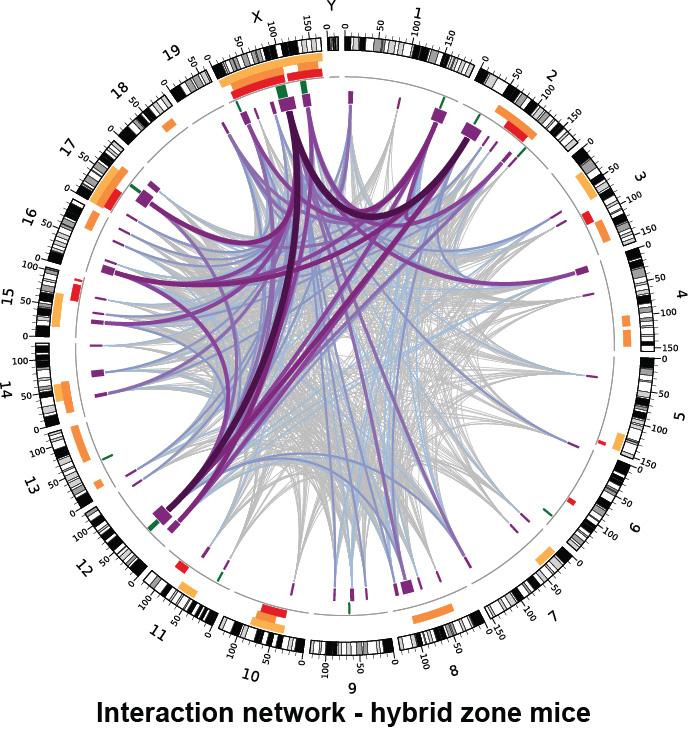 interactions - hybrid zone mice