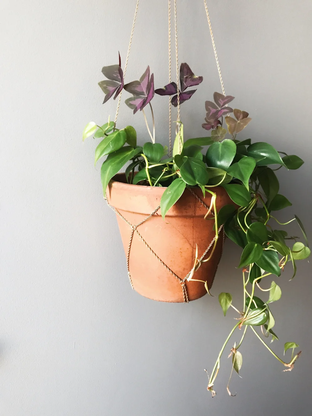 large indoor plant in pot Large Indoor Plant Pots & Ceramic Planters