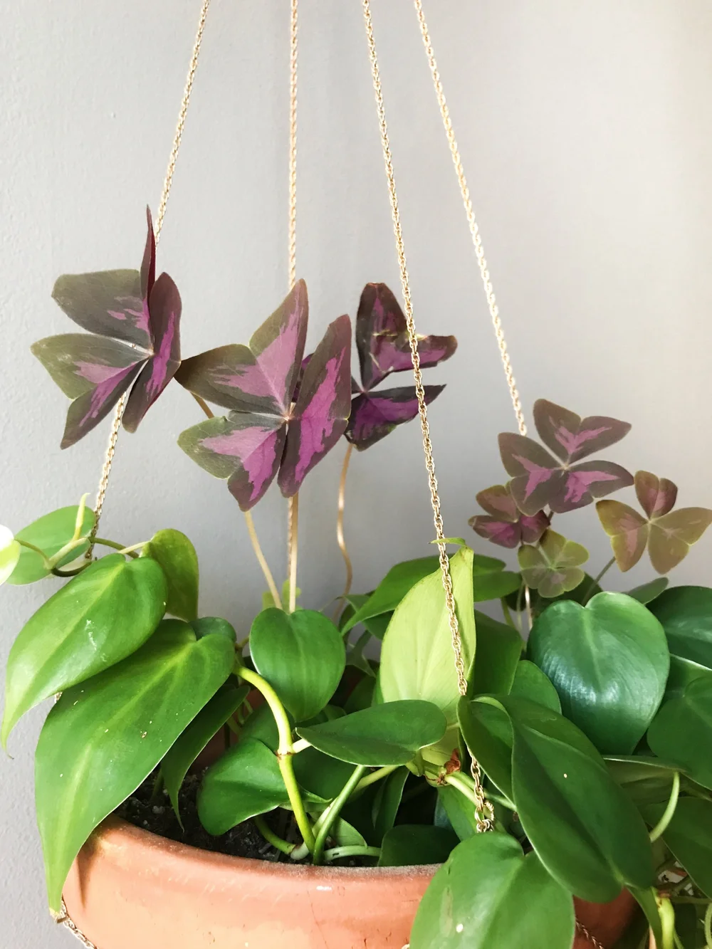 hanging garden plant pots Tierra Garden Wall Plant Holder