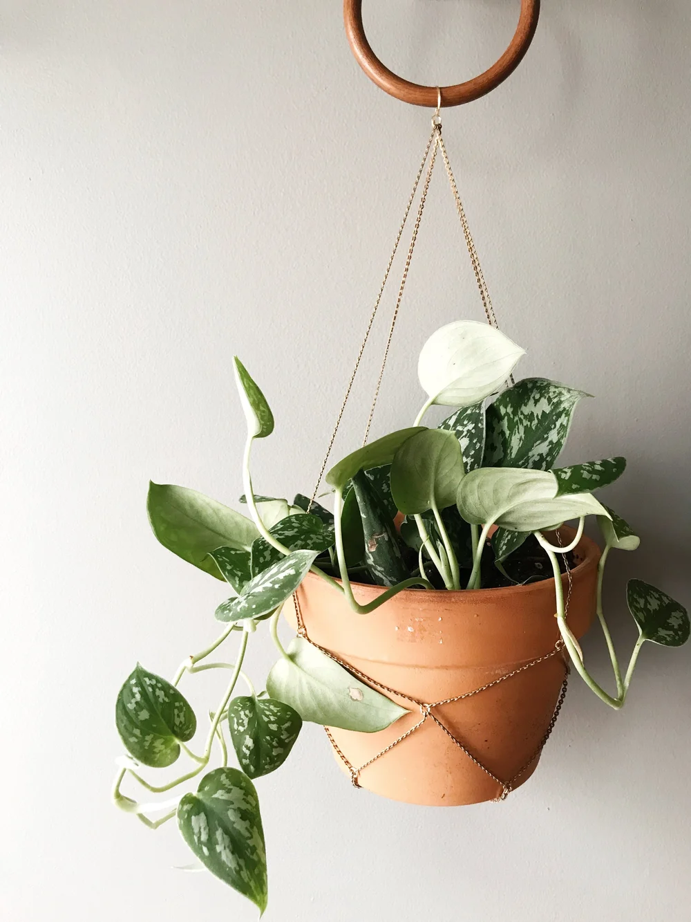 closest money tree Money Tree Braid - Live Plant in an 10 Inch Growers Pot