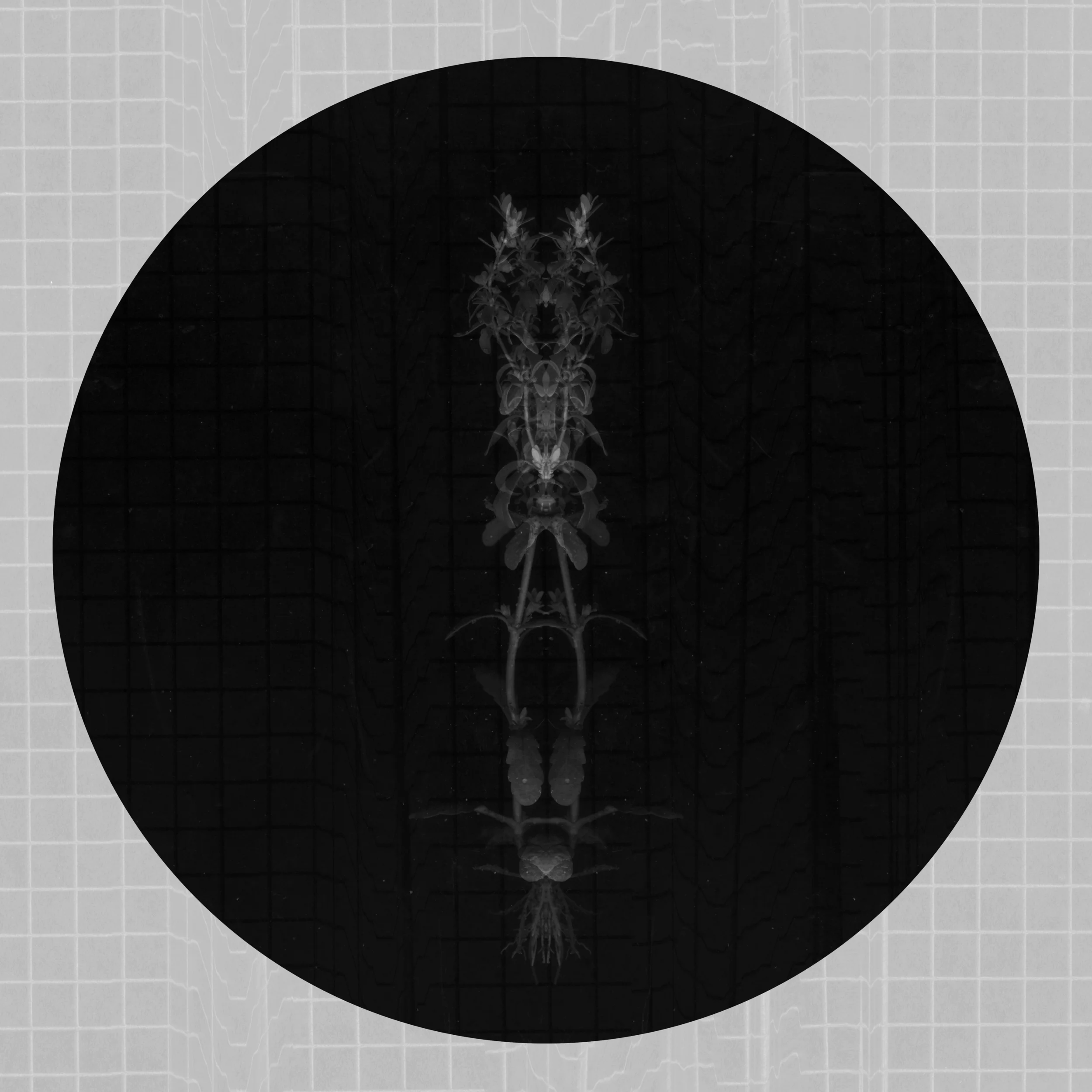 An Ordered Chaos #29 (Mutation), Archival Inkjet Print, 20 by 20 inches, , 2016