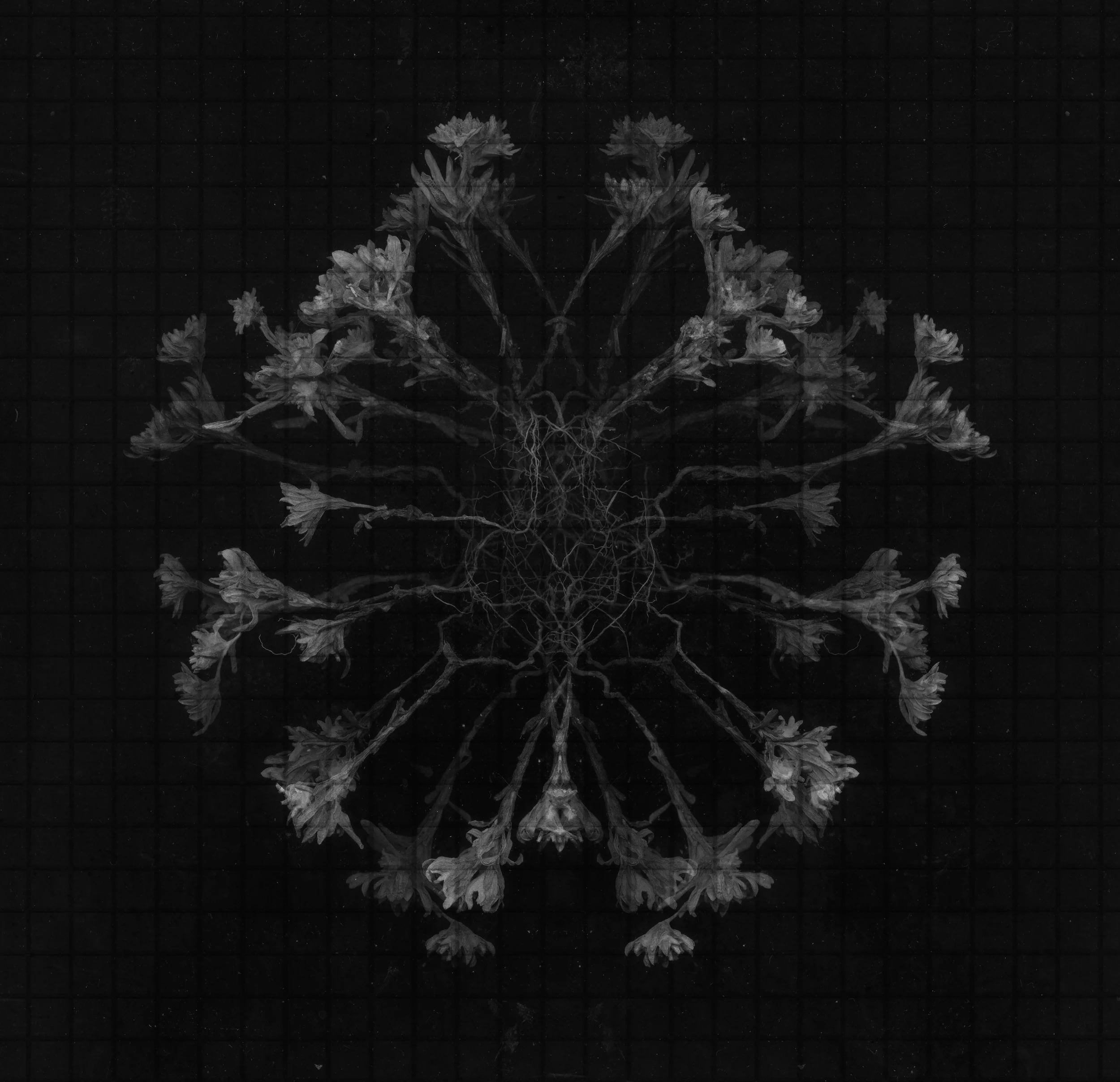 An Ordered Chaos #30 (Neurons), Archival Inkjet Print, 20 by 20 inches, , 2016