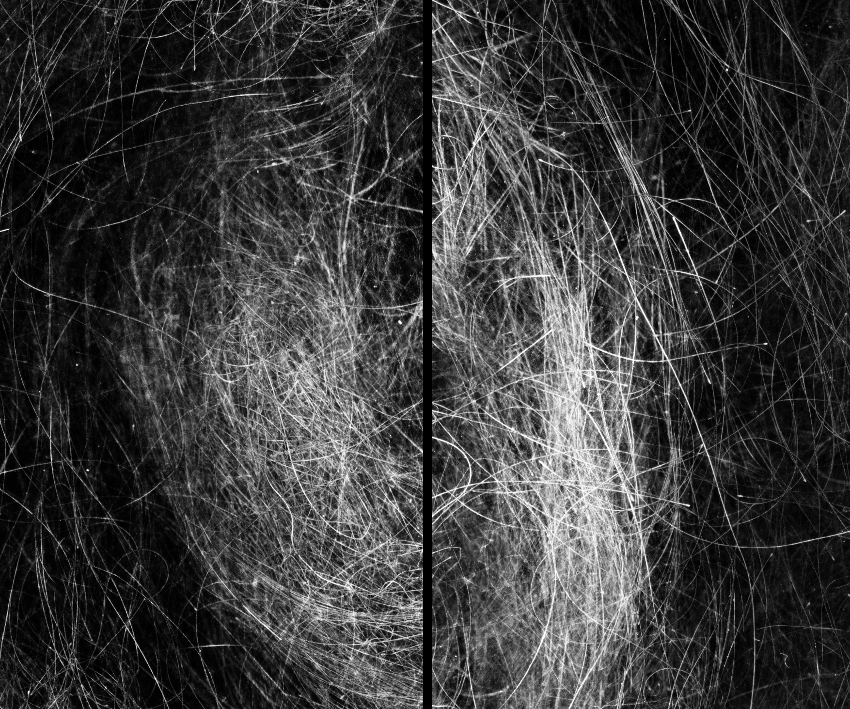An Ordered Chaos #5 (Hair 1), Archival Inkjet Print, 16 by 20 inches, 2016