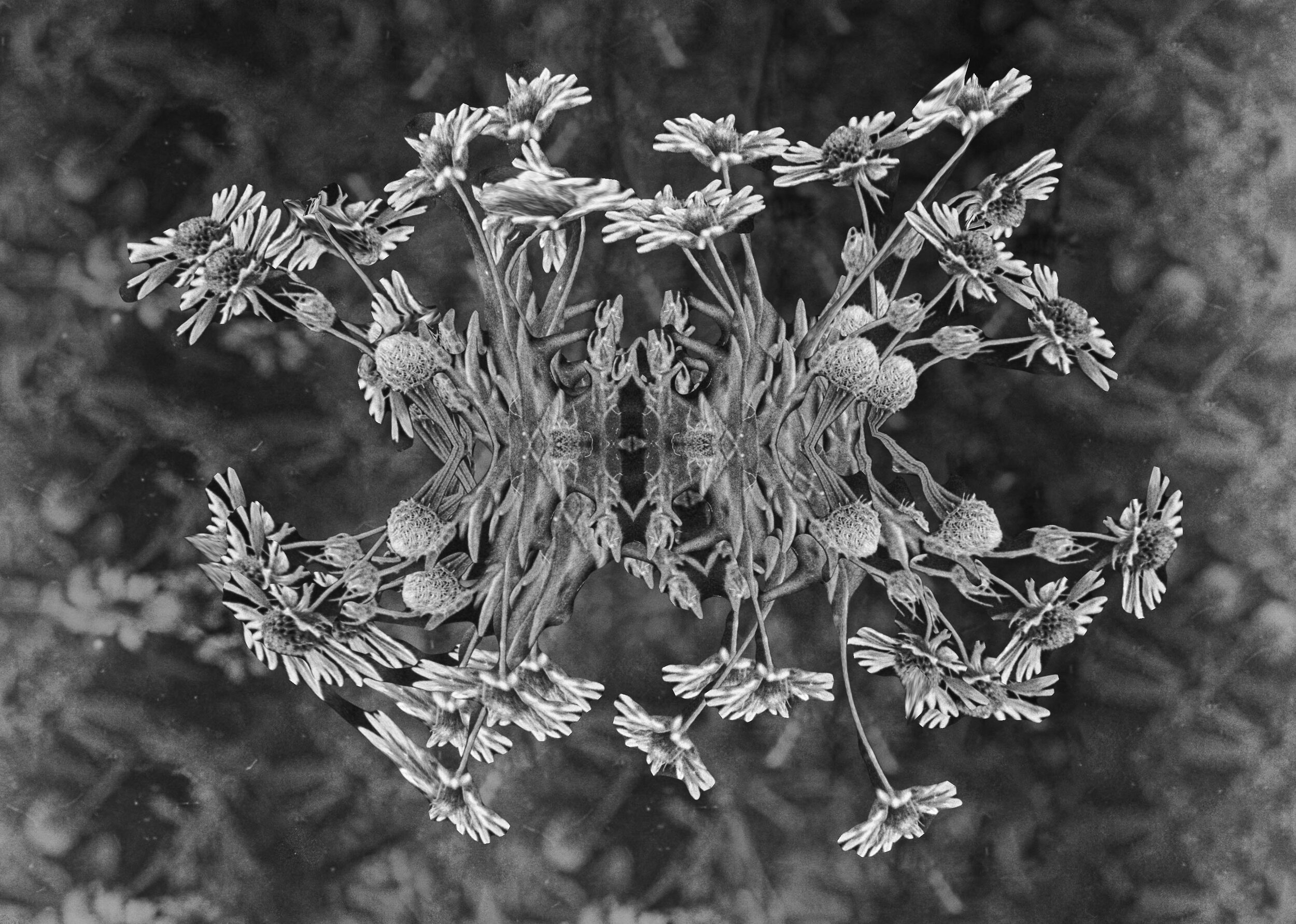 Singular Bouquet, Printed Photograph, 2020, 11X17in, $50