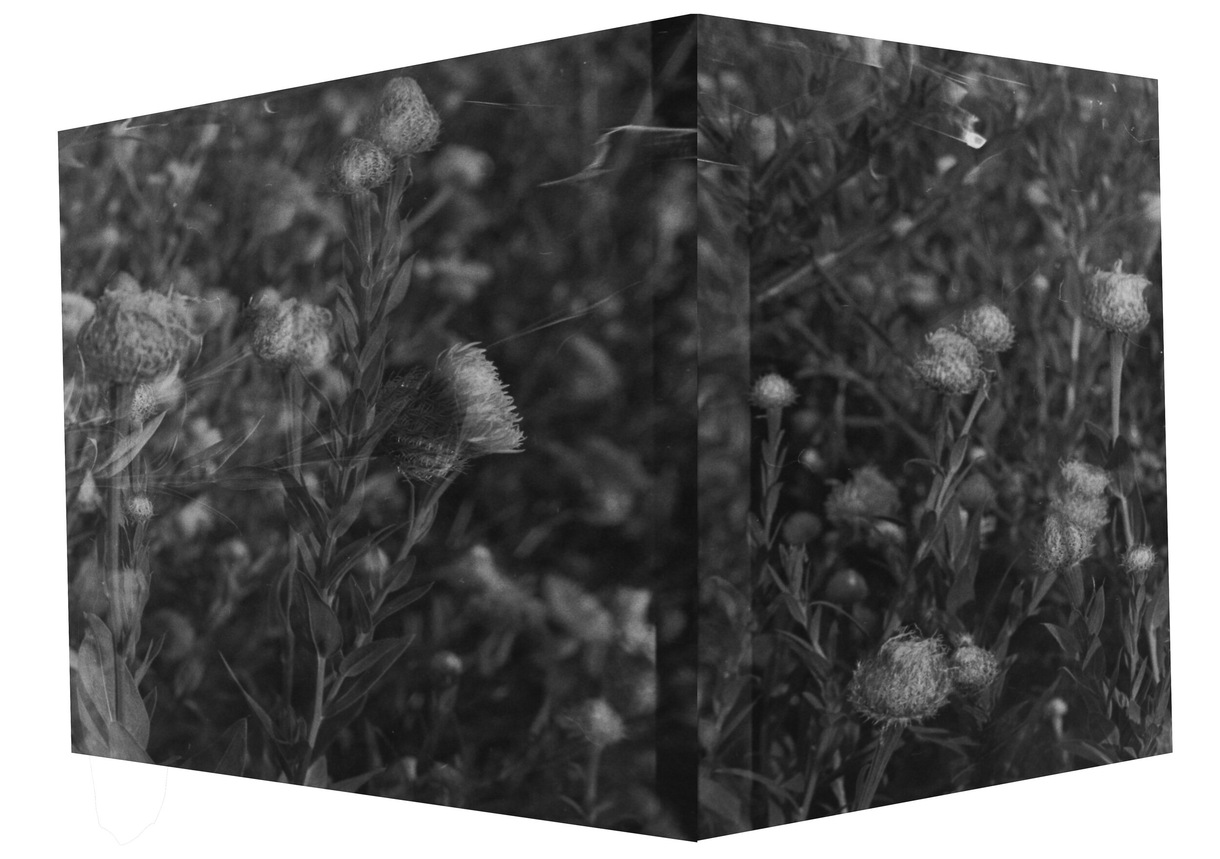 Sculptural Meadow, Printed Photograph, 2020, 11X17in, $35