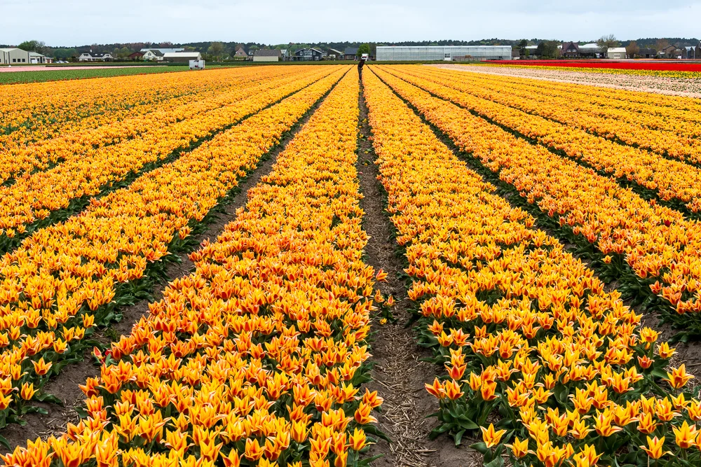 Netherlands-16.jpg