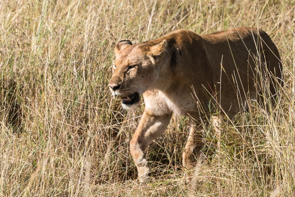 Kenya-11.jpg