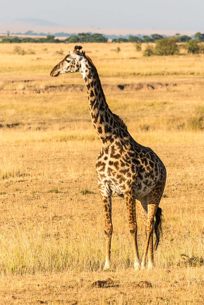 Kenya-14.jpg