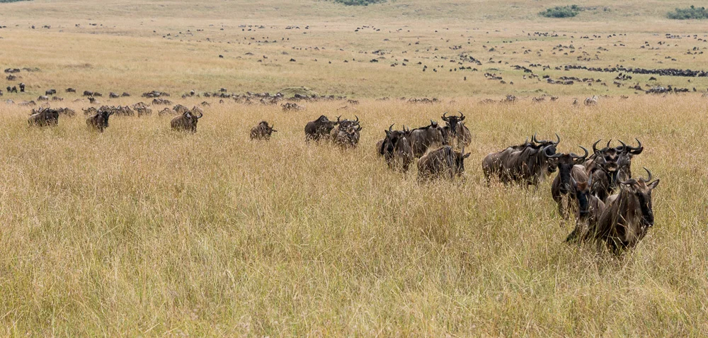 Kenya-21.jpg
