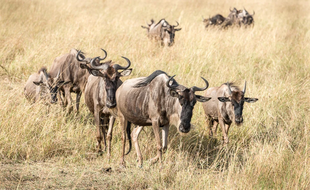 Kenya-22.jpg