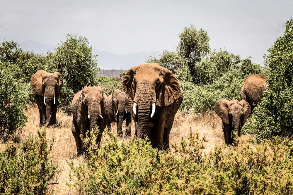 Kenya-52.jpg