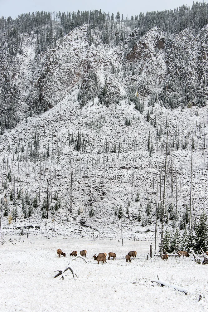 Tetons and Yellowstone-15.jpg
