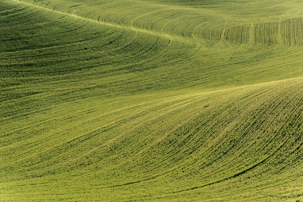 Palouse-8.jpg