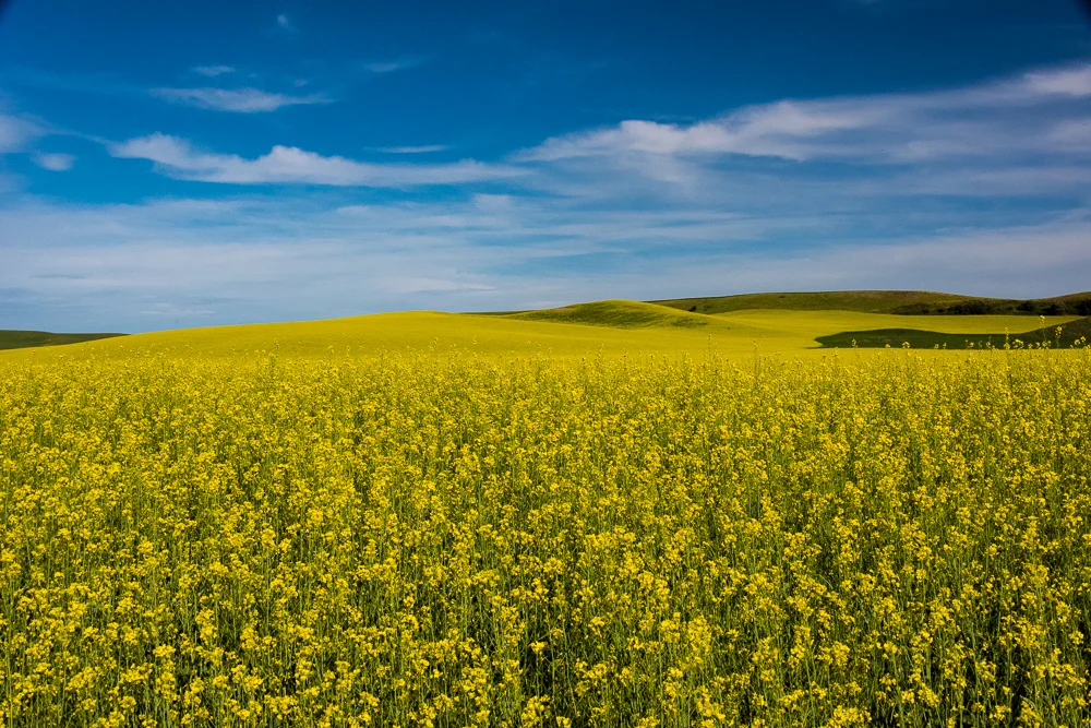 Palouse-11.jpg