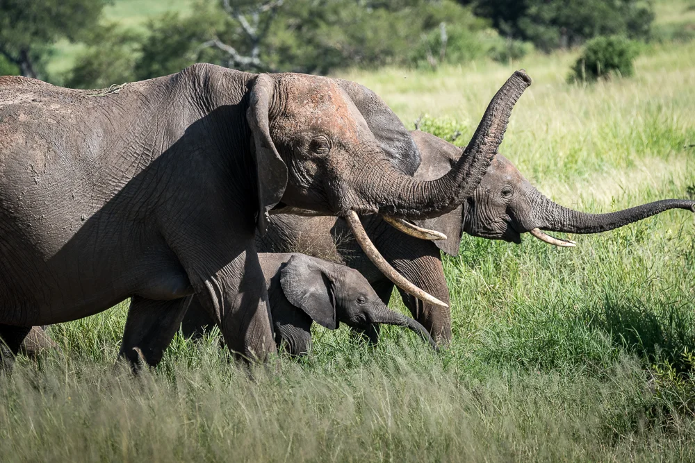 Tanzania-8.jpg