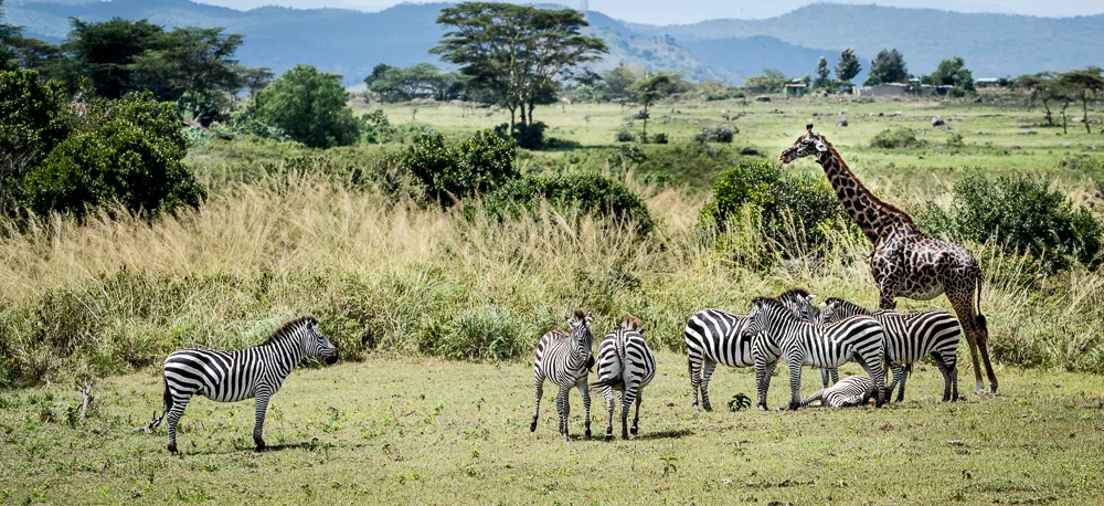 Tanzania-10.jpg
