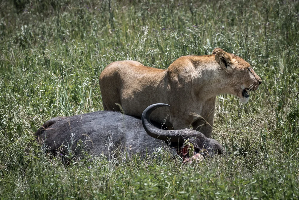Tanzania-17.jpg