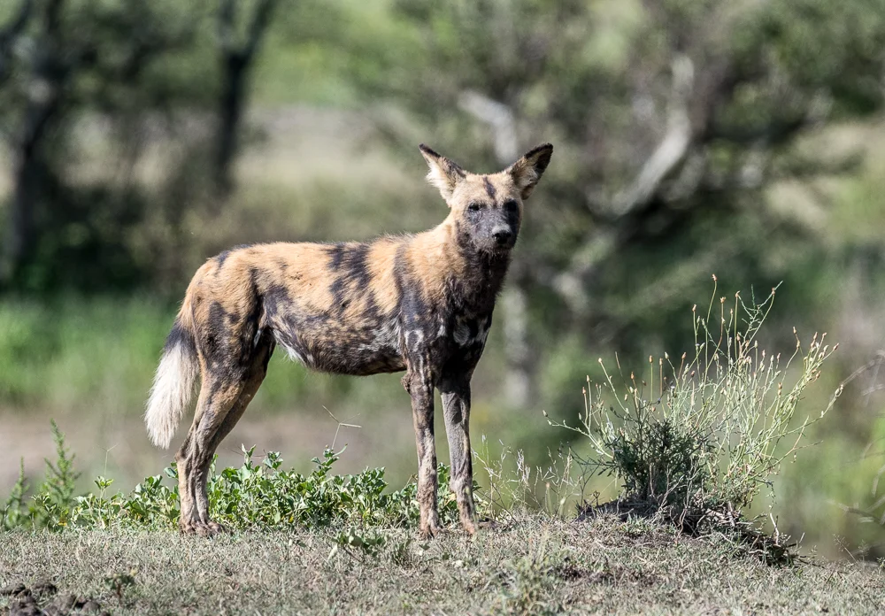 Tanzania-22.jpg