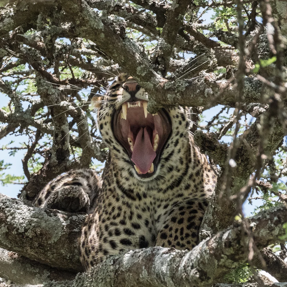 Tanzania-27.jpg