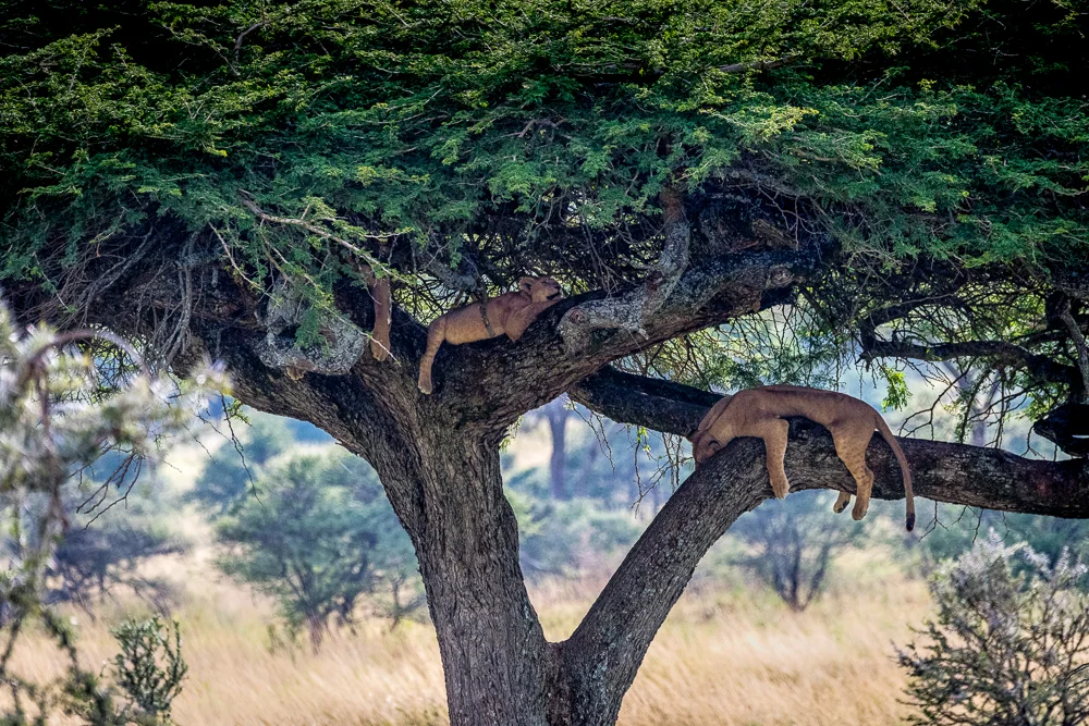 Tanzania-29.jpg