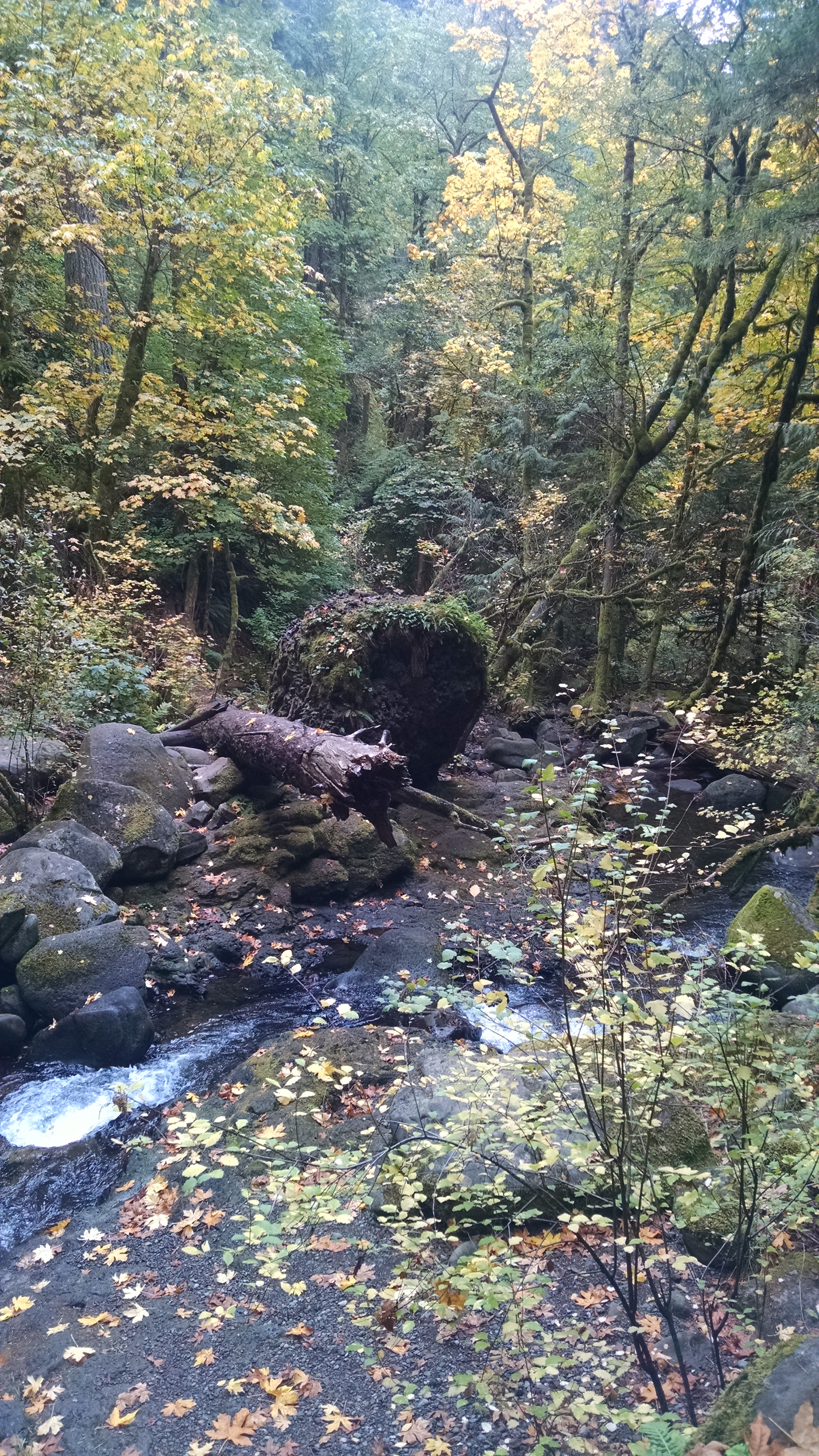 Maltnomah Falls, Portland, Oregon