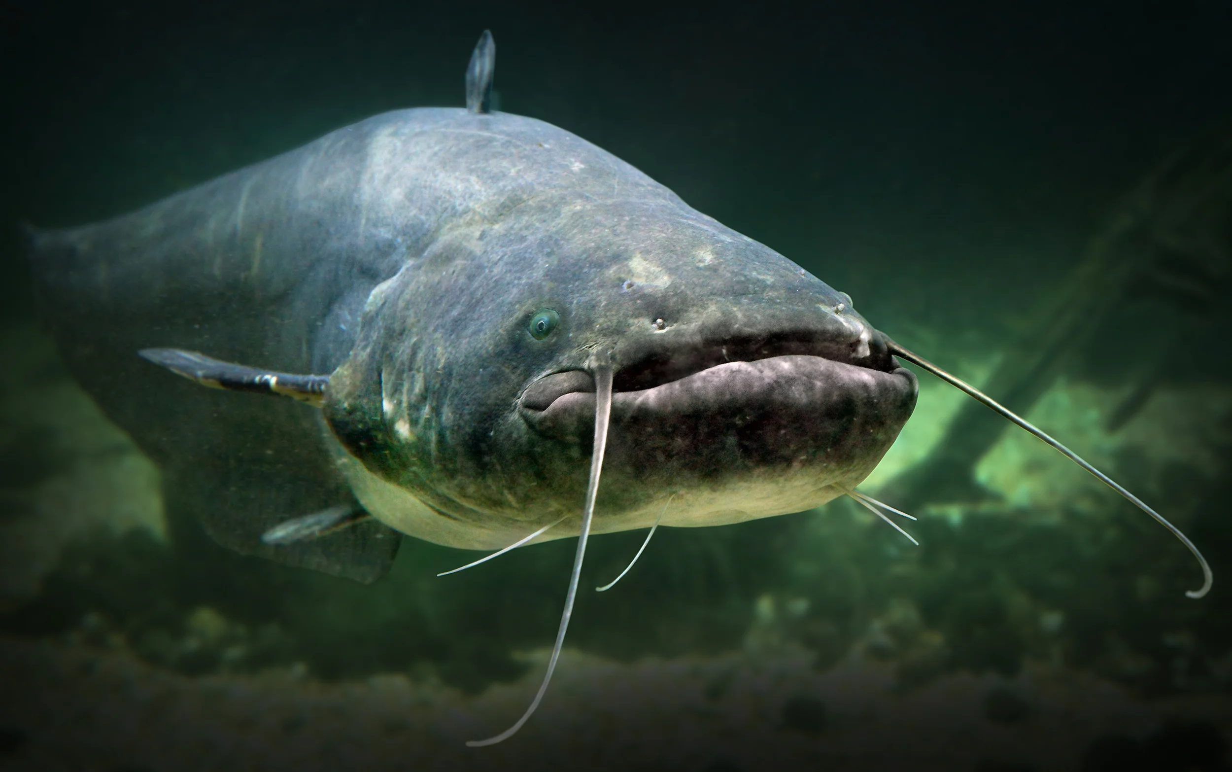 AquaticPro™ improves the aquatic environment for greater yields, healthier and more flavorful fish.