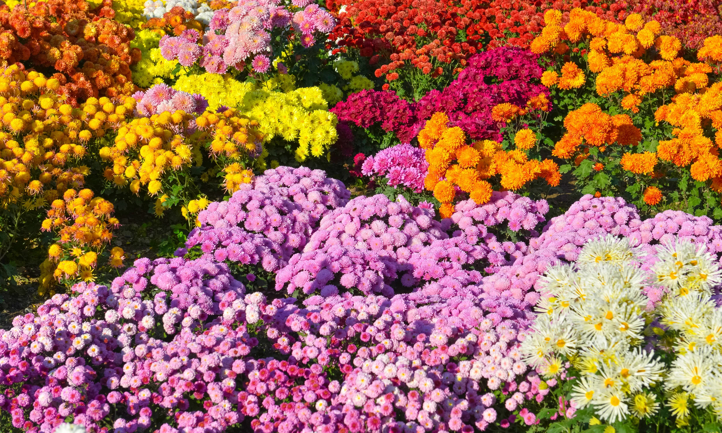 flowergarden_69434280.jpg