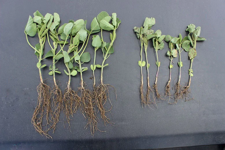 Plots of beans with CropPro+™ based starter treatment resulted in 10-20 bushel per acre INCREASE.