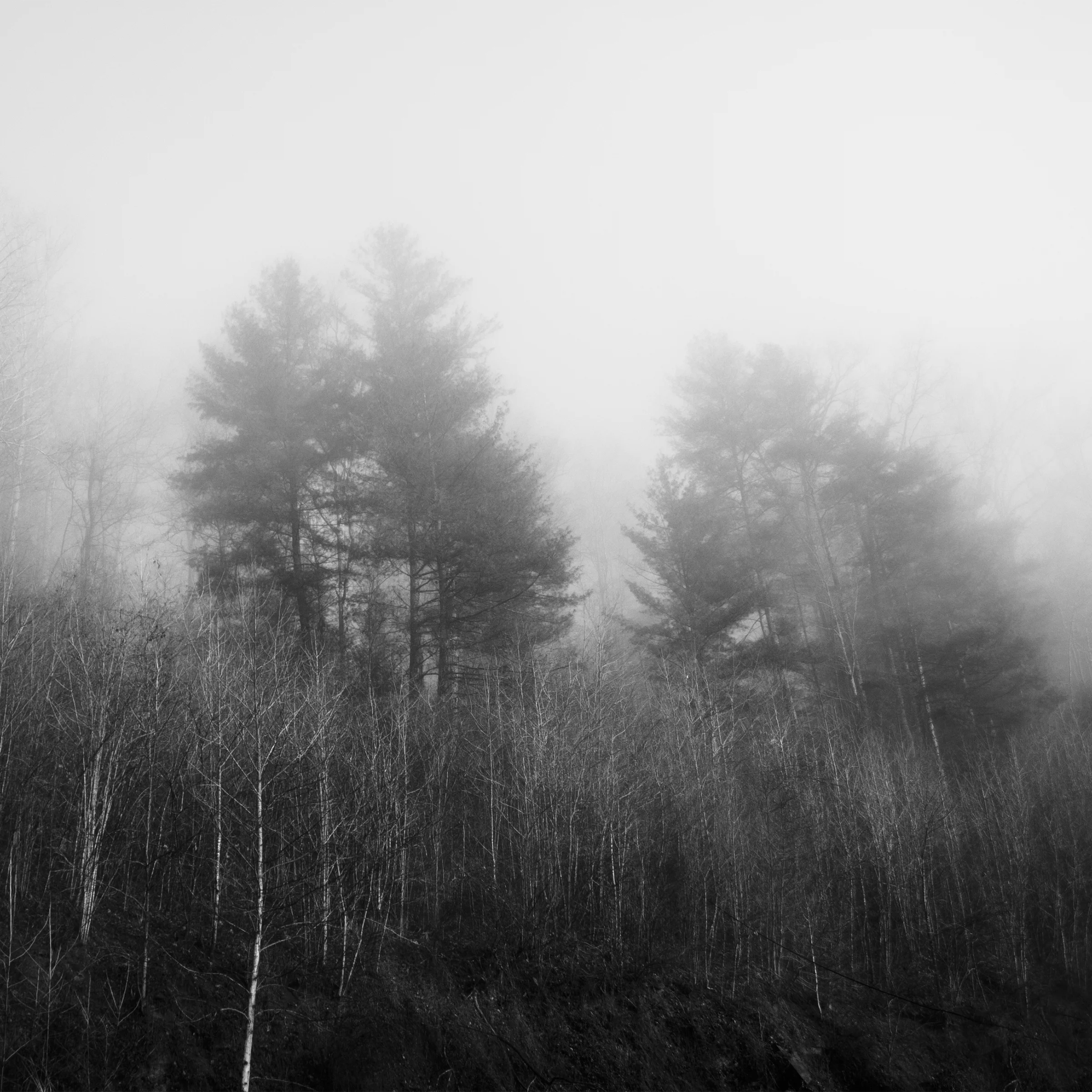 Foggy Morning 8x8.jpg