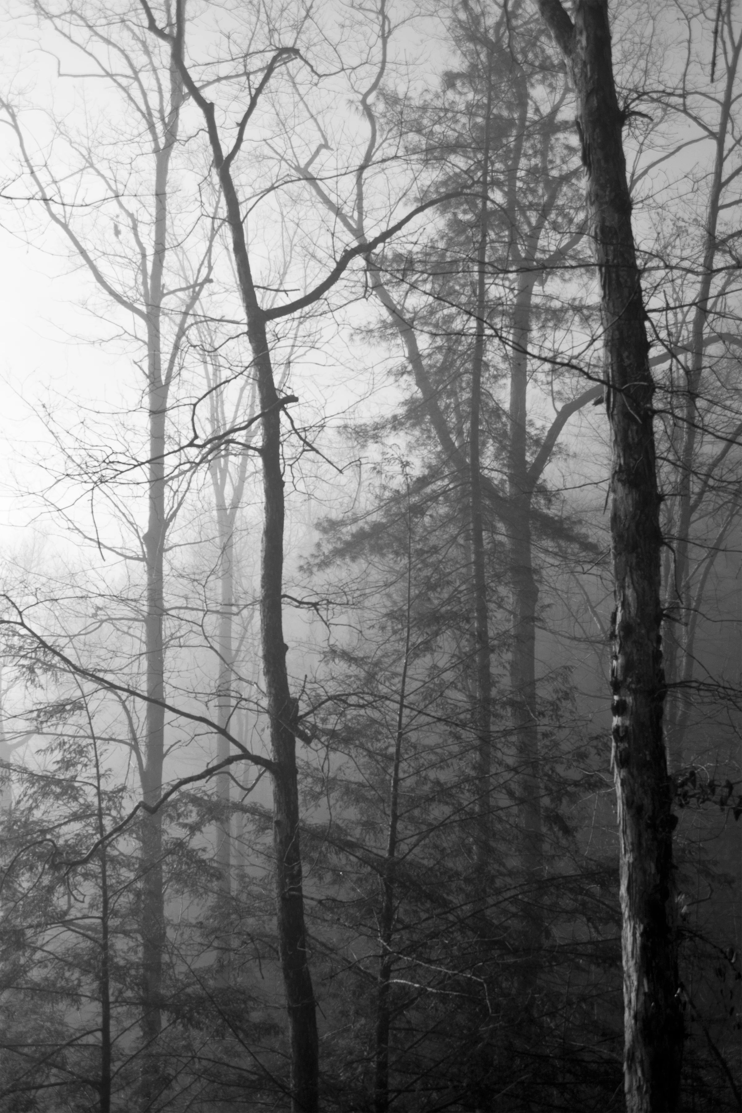 Silent Forest 8x12.jpg