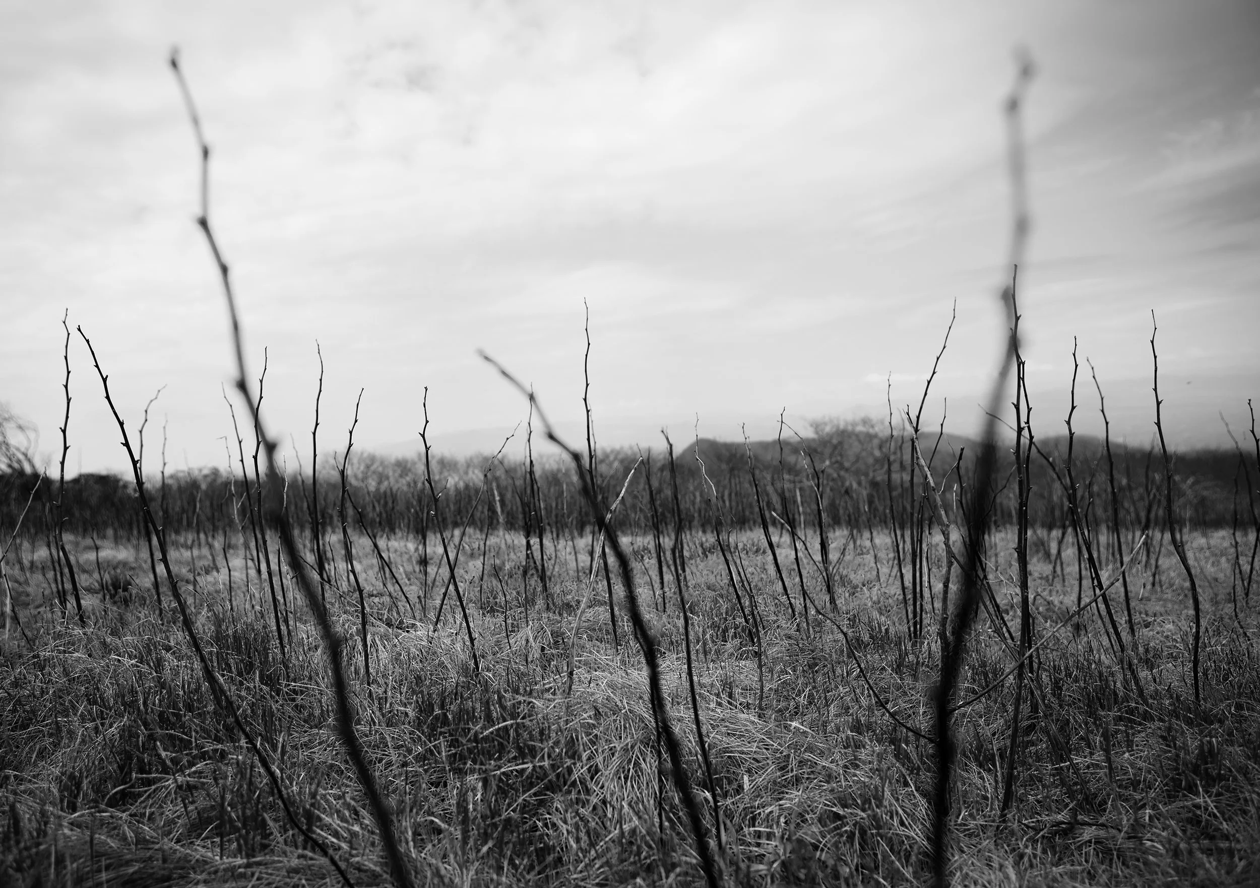 _G9A8858.jpg