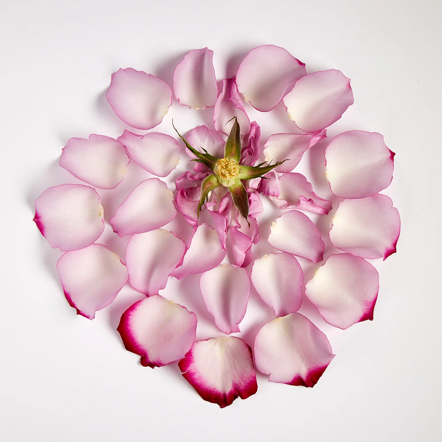 Rose.jpg
