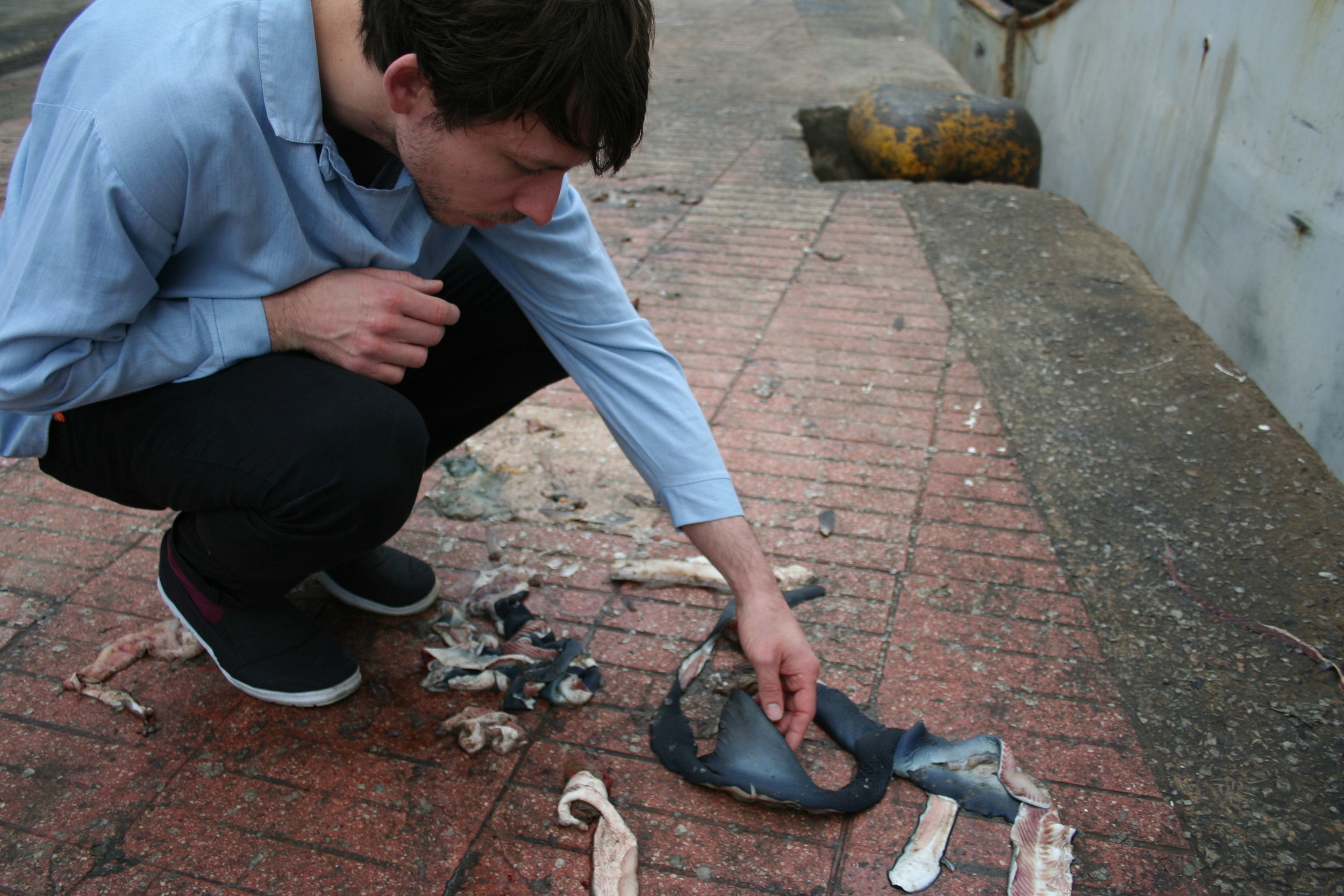 Image by Wietse Van der Werf - Phil inspecting Blue shark remains in Casablanca.