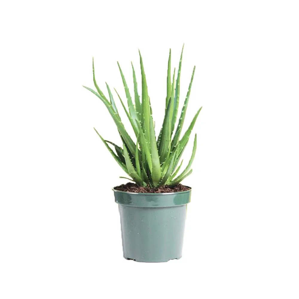 aloevera-plant-karamabyhoda.jpg