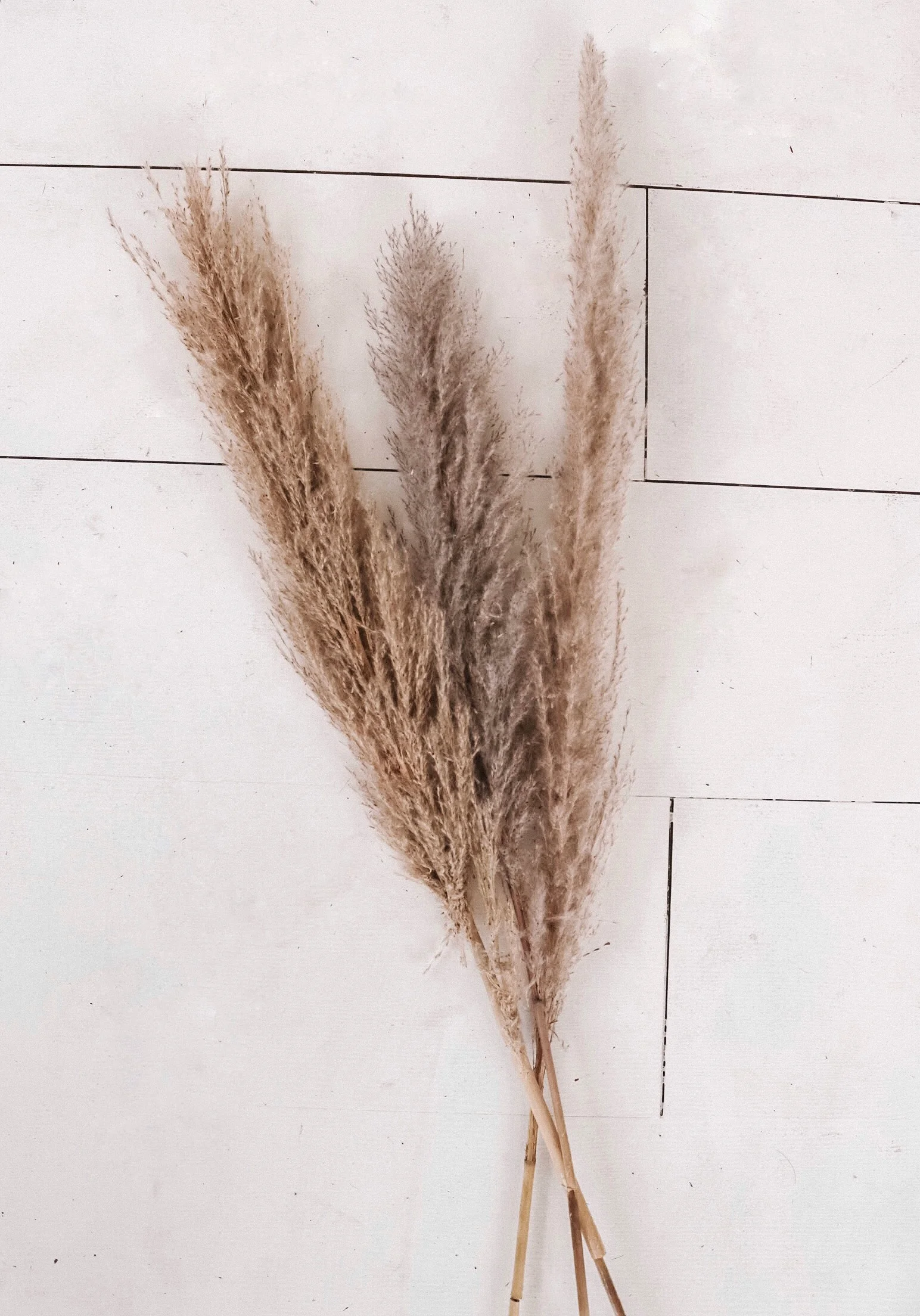 Tall Natural Pampas Grass - Set of 3 - Karama by Hoda.jpg