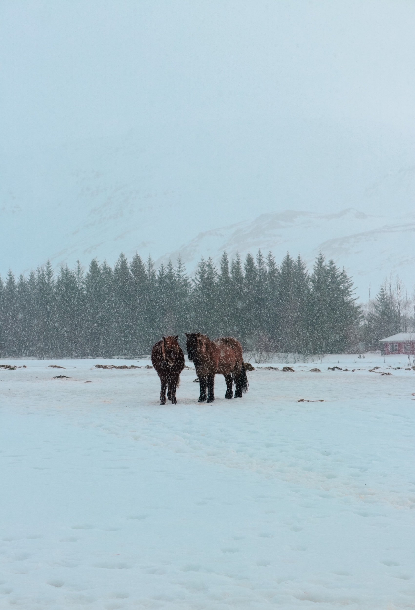 Solo Traveler Female Iceland Hotel Viking Fisherman Village Karama by Hoda Jaludi  Horse Farm Icelandic Horses