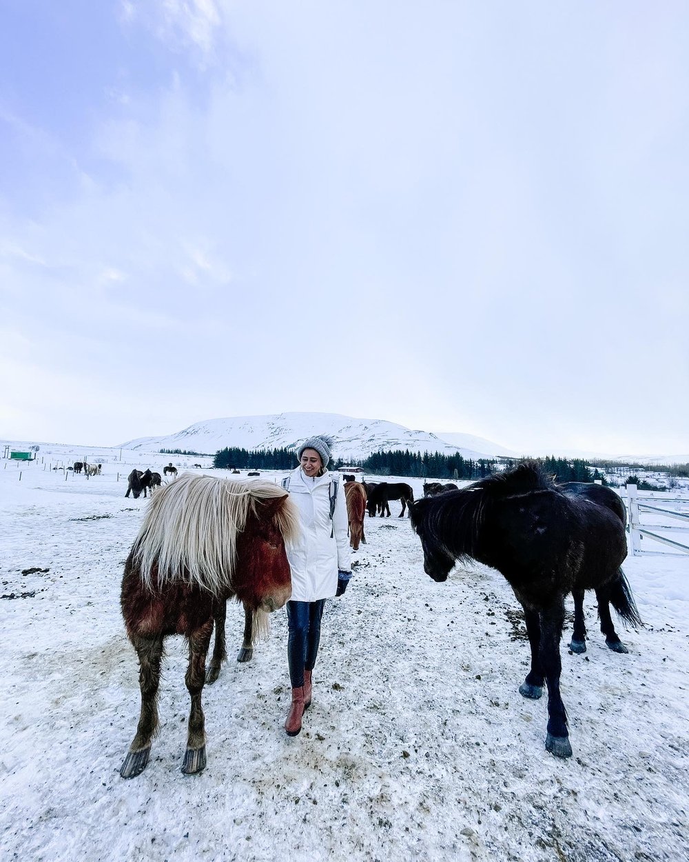 Solo Traveler Female Iceland Hotel Viking Fisherman Village Karama by Hoda Jaludi  Horse Farm Icelandic Horses