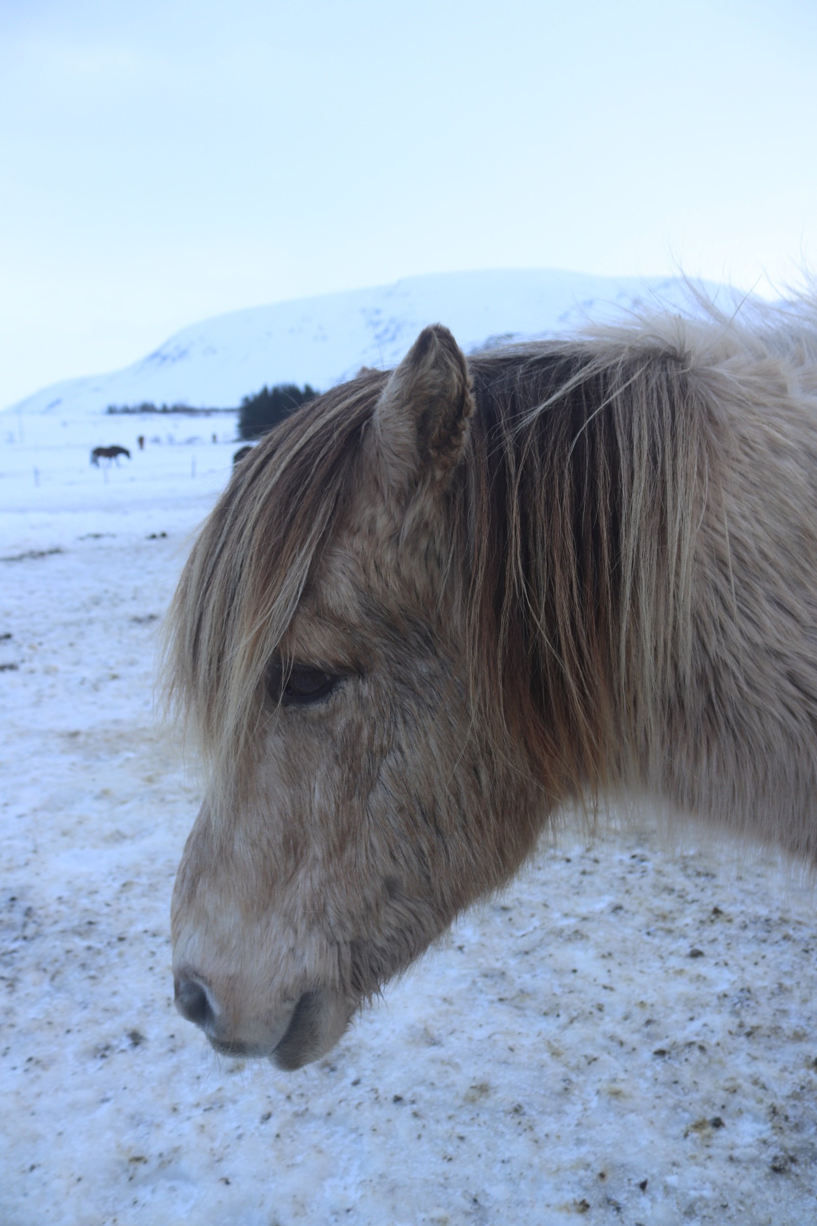 Solo Traveler Female Iceland Hotel Viking Fisherman Village Karama by Hoda Jaludi  Horse Farm Icelandic Horses