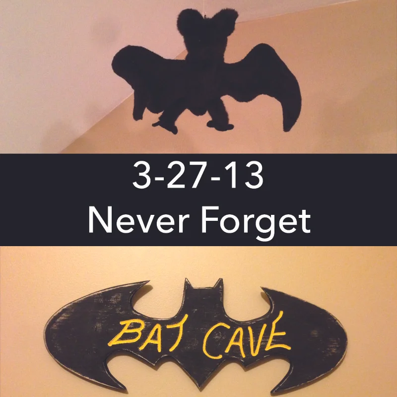 The Night of the Bat