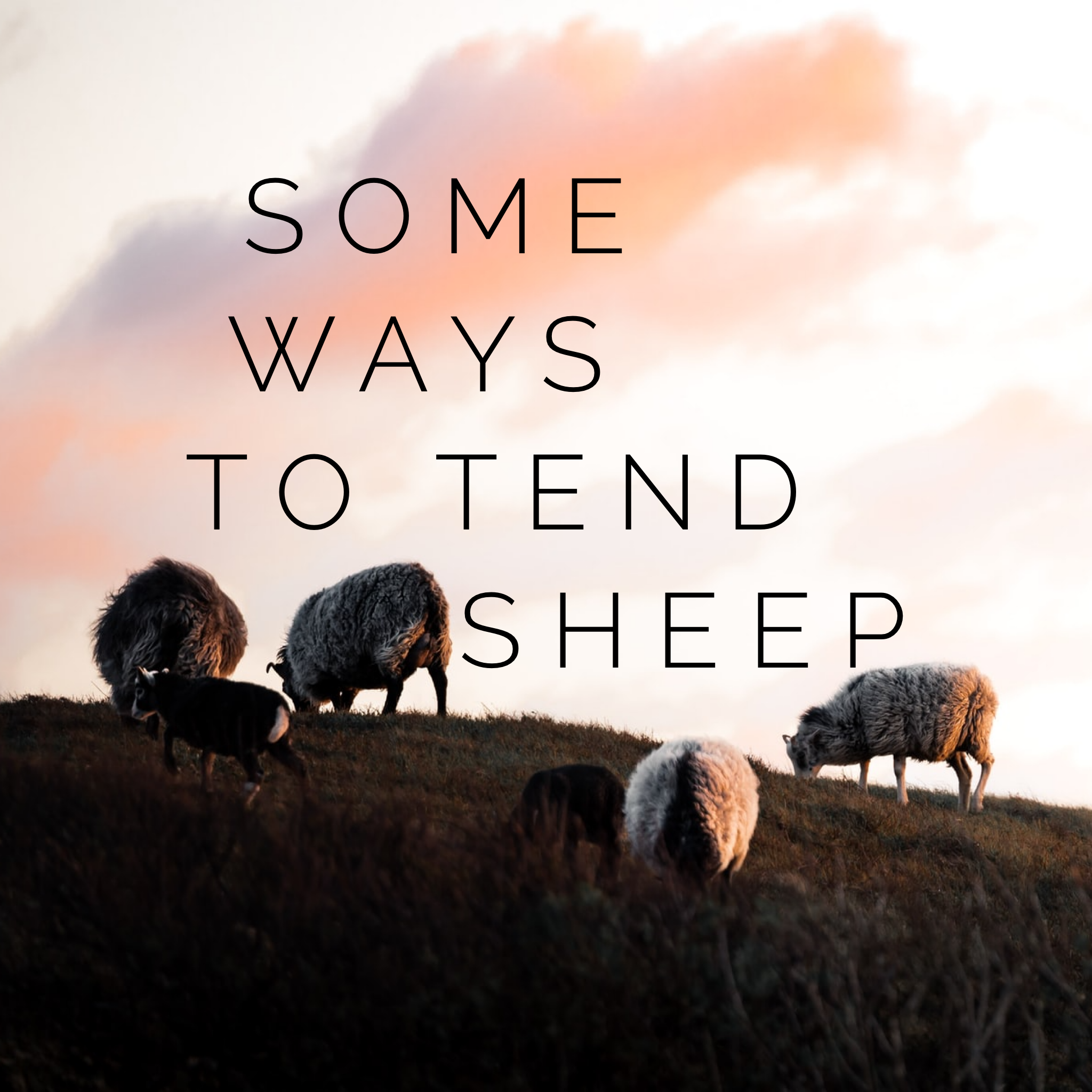 Some Ways to Tend Sheep (John 21:1-22)