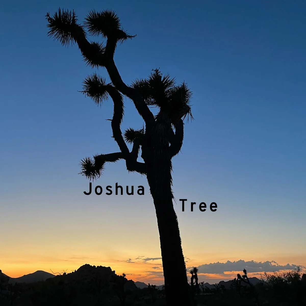 Joshua Tree