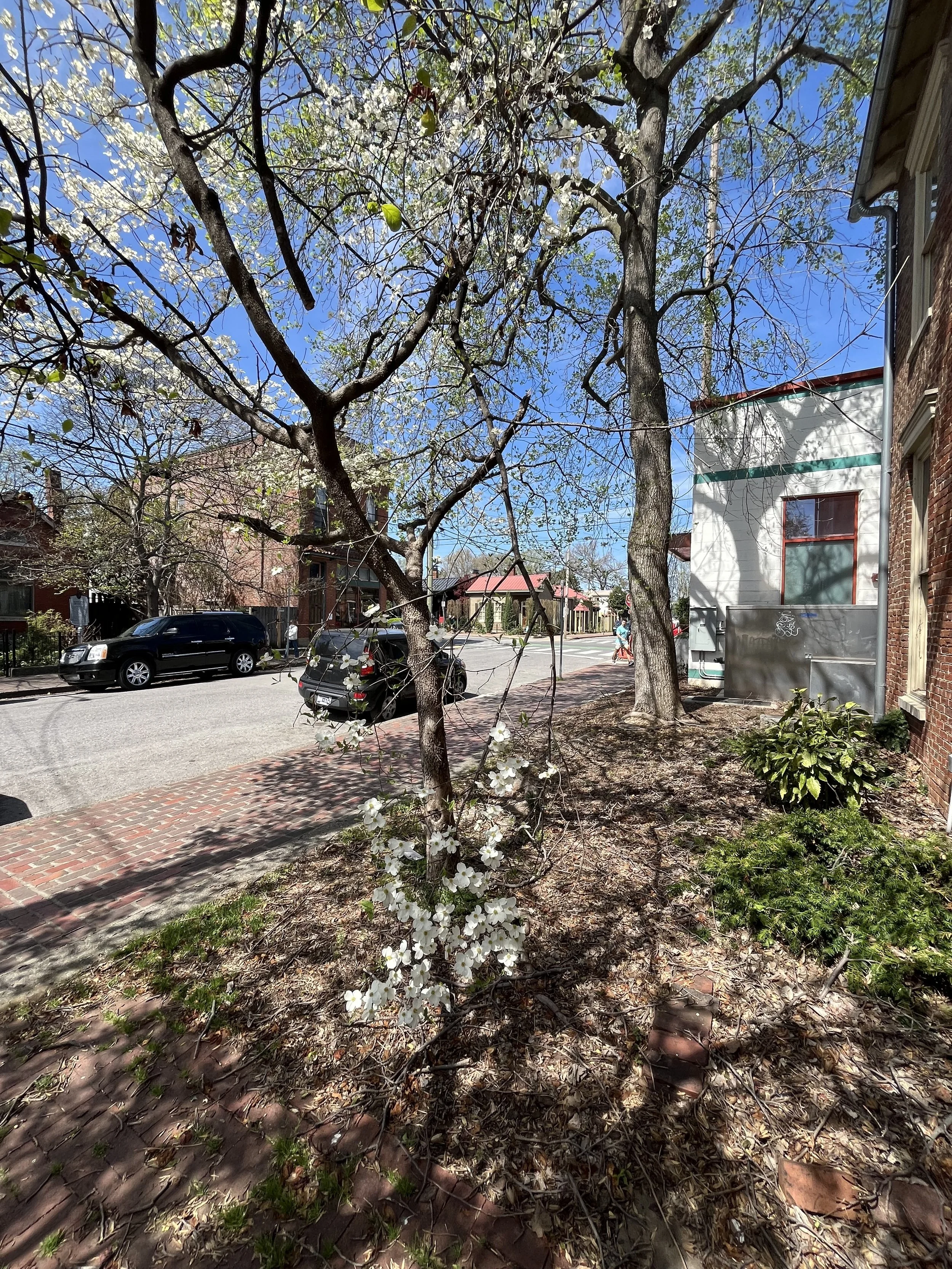 Blooming Broken Branches