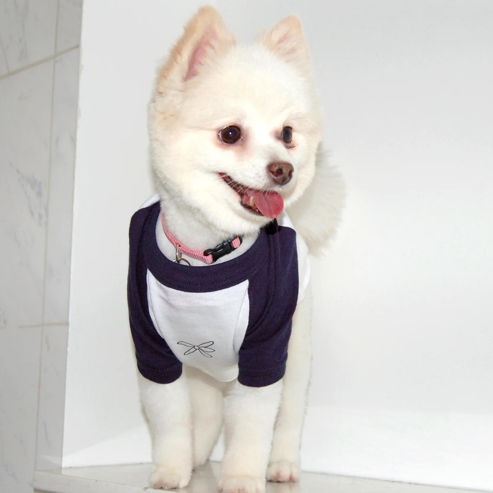 pet shirt 01.jpg